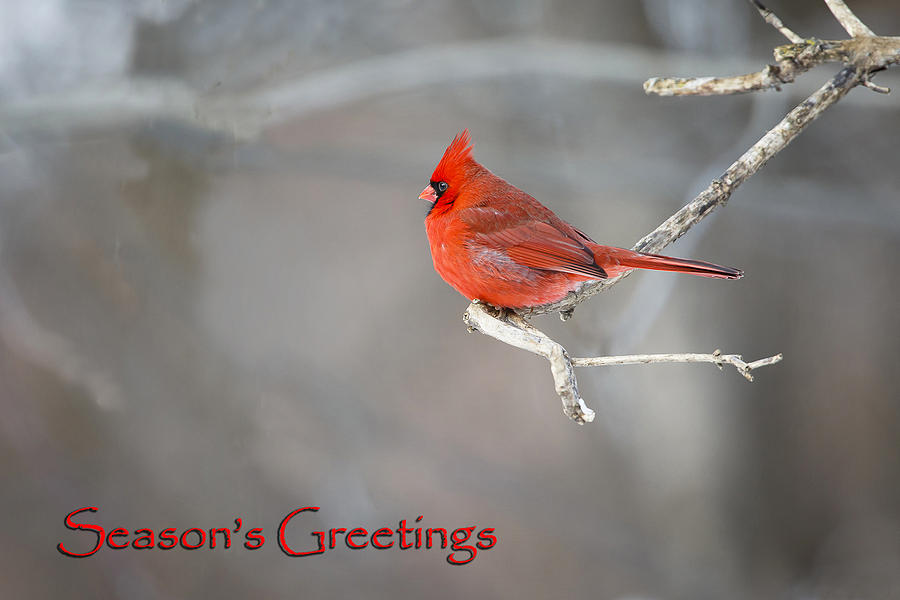 Cardinal Christmas Card Photograph by Gary Hall