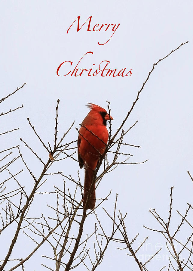 Cardinal Christmas Card Poster Photograph by Carol Groenen