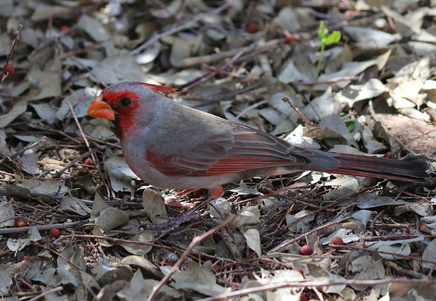 Cardinal  Photograph by Christy Pooschke
