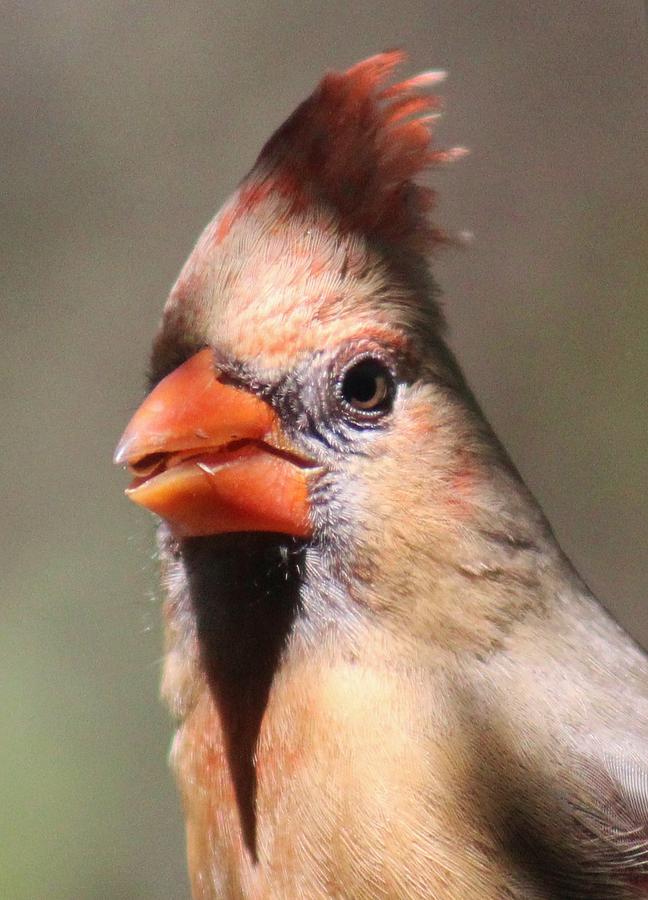 Bird Photograph - Cardinal CloseUp 042914L by Edward Dobosh