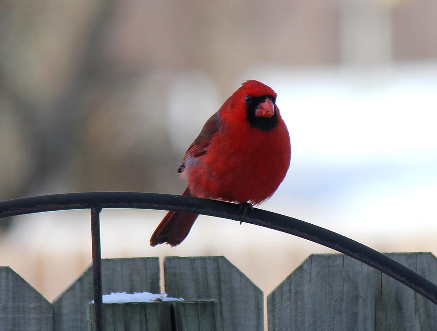 Cardinal Photograph - Cardinal Closeup by Sheri Simmons