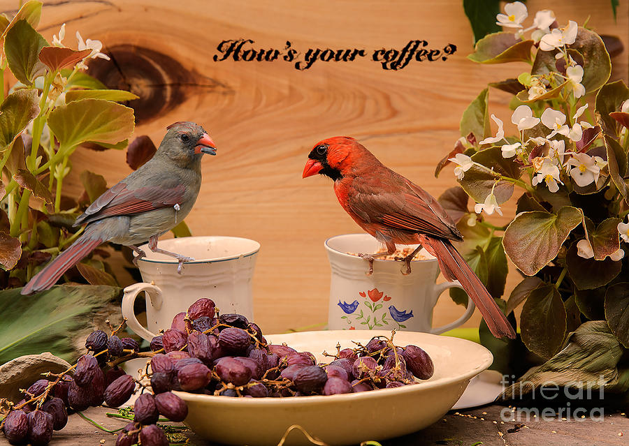 Cardinal Coffee Photograph by Metaphor Photo