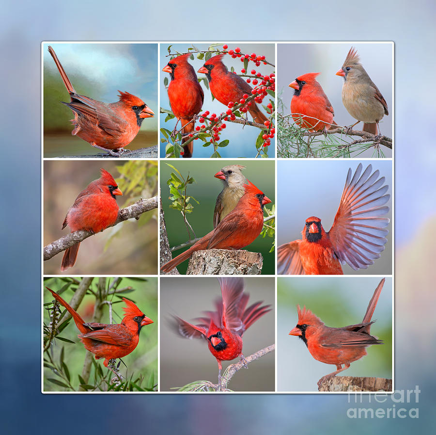 Cardinal Collage Photograph by Bonnie Barry