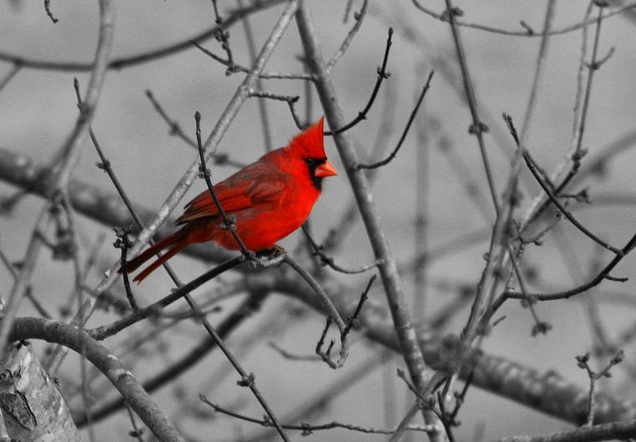 Cardinal colorized by David Dunham Cardinal colorized by David Dunham