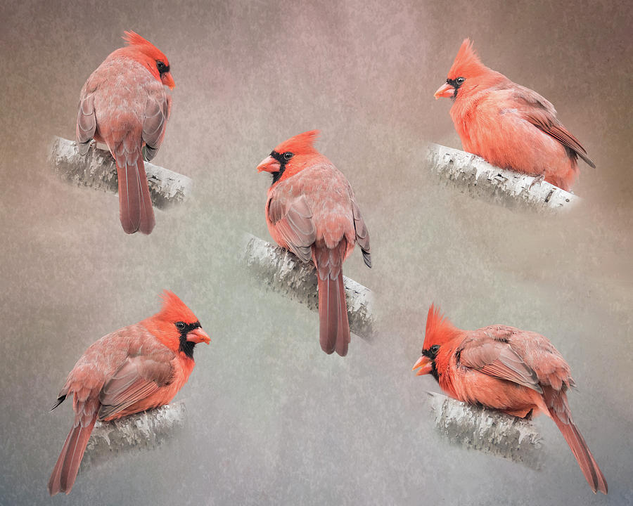 Cardinal Study Photograph by Patti Deters