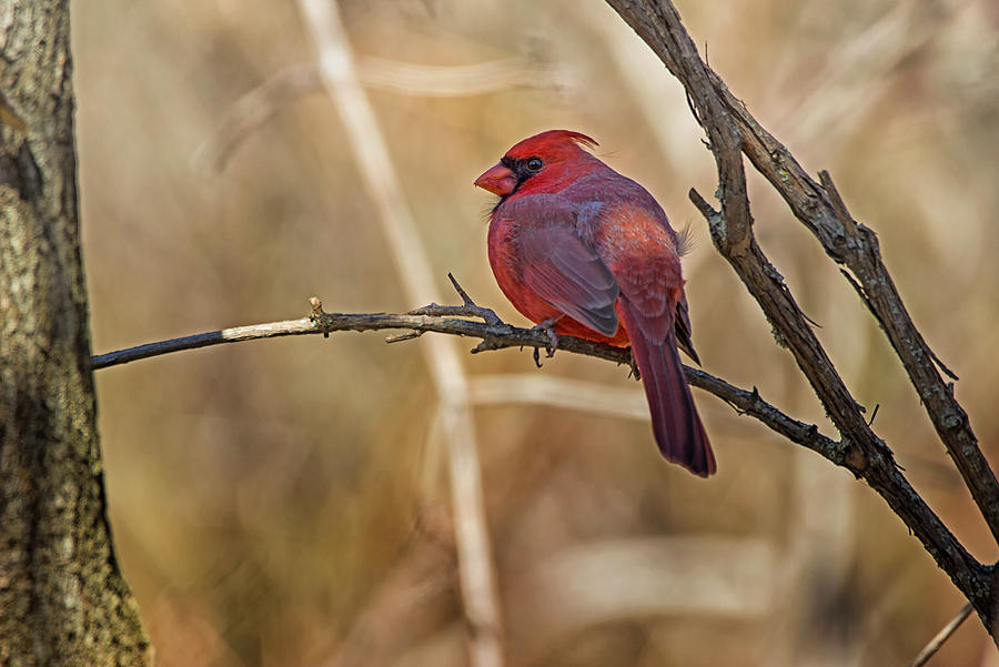 Cardinal Photograph - Cardinal Contrast - Northern Cardinal - Cardinalis Cardinalis by Spencer Bush