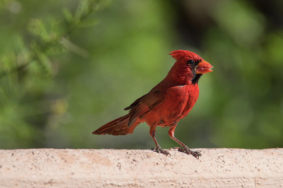 Cardinal Photograph by Dan McManus