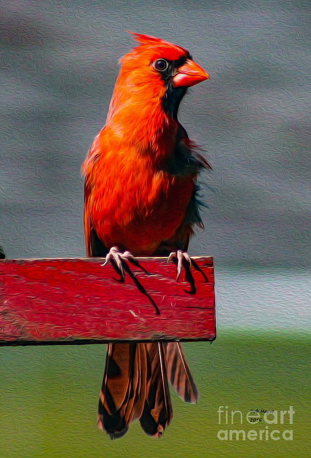 Bird Photograph - Cardinal  by DB Hayes