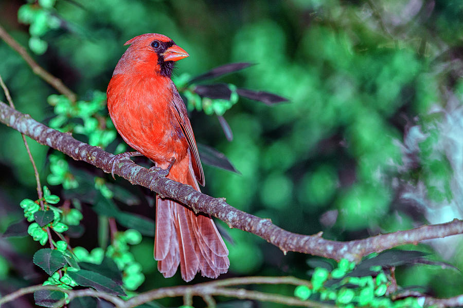 Bird Photograph - Cardinal Defending Territory  by Richard Higgins