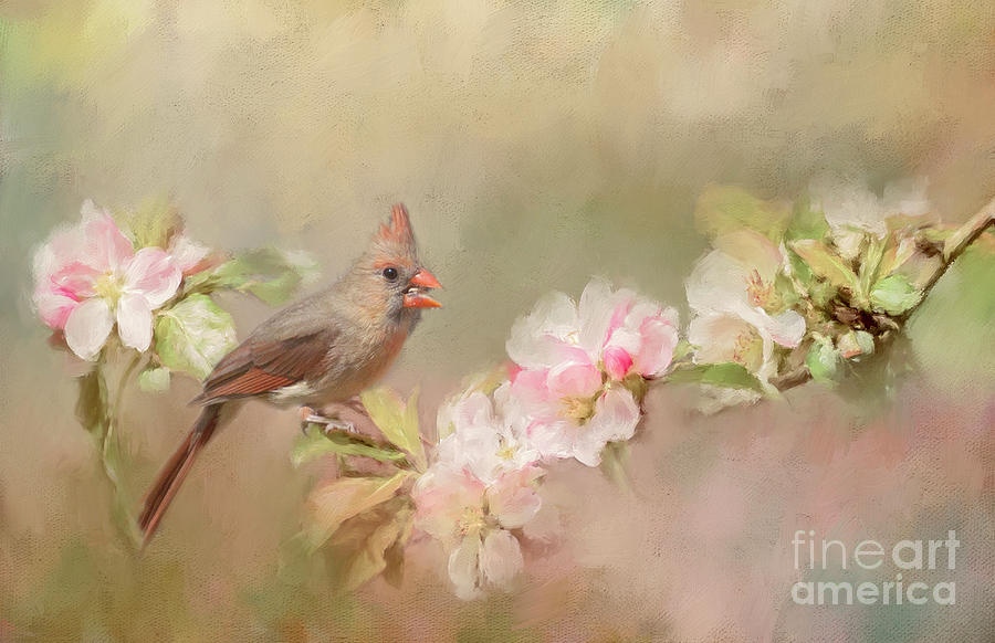 Cardinal Photograph - Cardinal Delight by Pam  Holdsworth