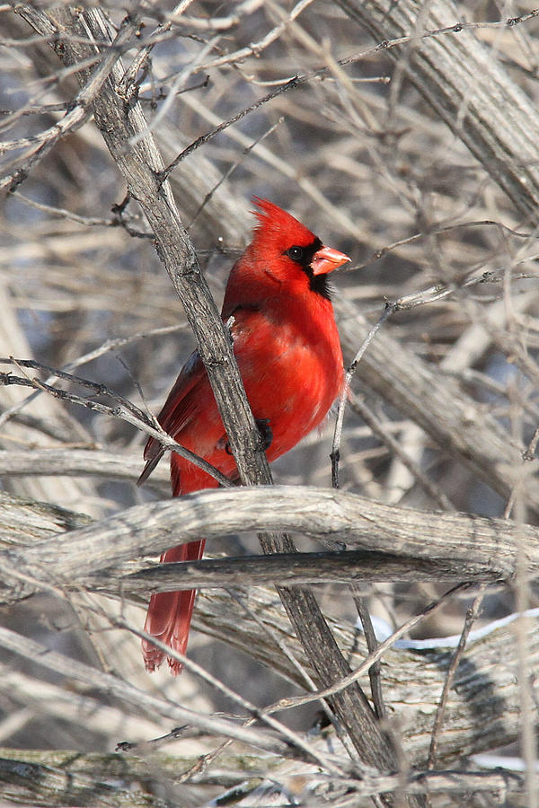 Cardinal Photograph by Doris Potter