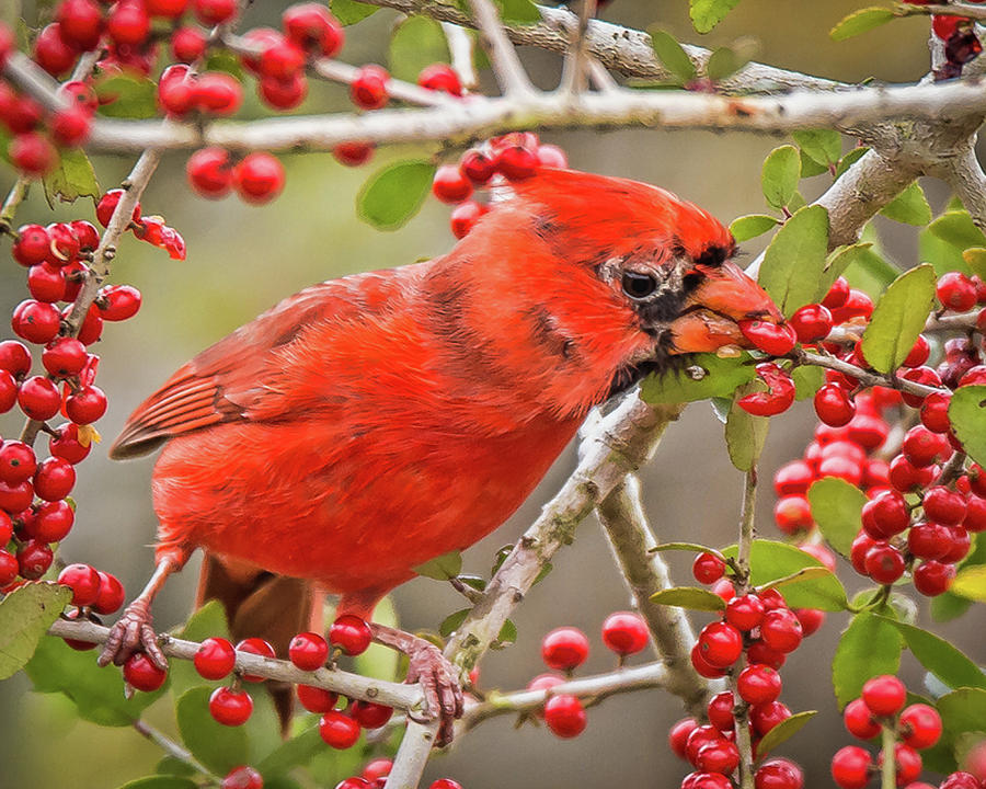 Cardinal Eating Berries Photograph by Joe Granita