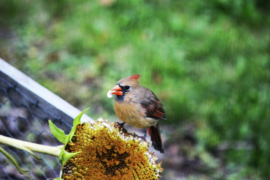 Cardinal Enjoys Sunflower Seeds Photograph