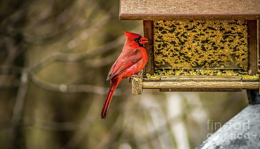 Cardinal Photograph - Cardinal Feeding by Howard Roberts