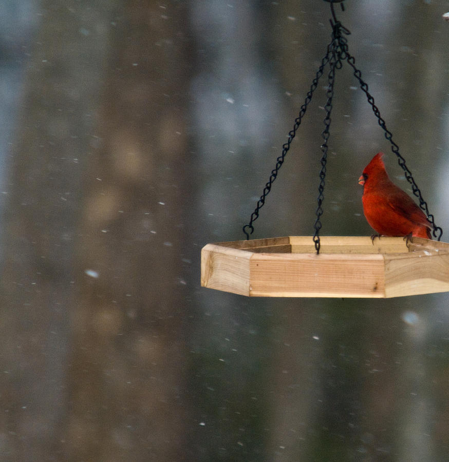 Cardinal Feeding In Snow Photograph