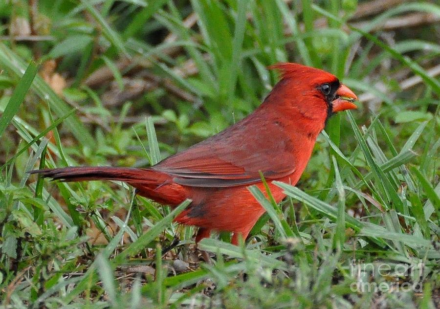 Cardinal Feeding Photograph by John Black