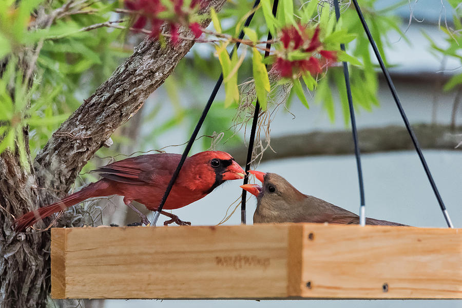 Cardinal Feeding  Photograph by Norman Peay