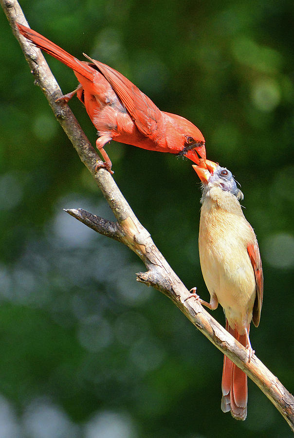 Cardinal Feeding the Youngster Photograph by Ted Keller