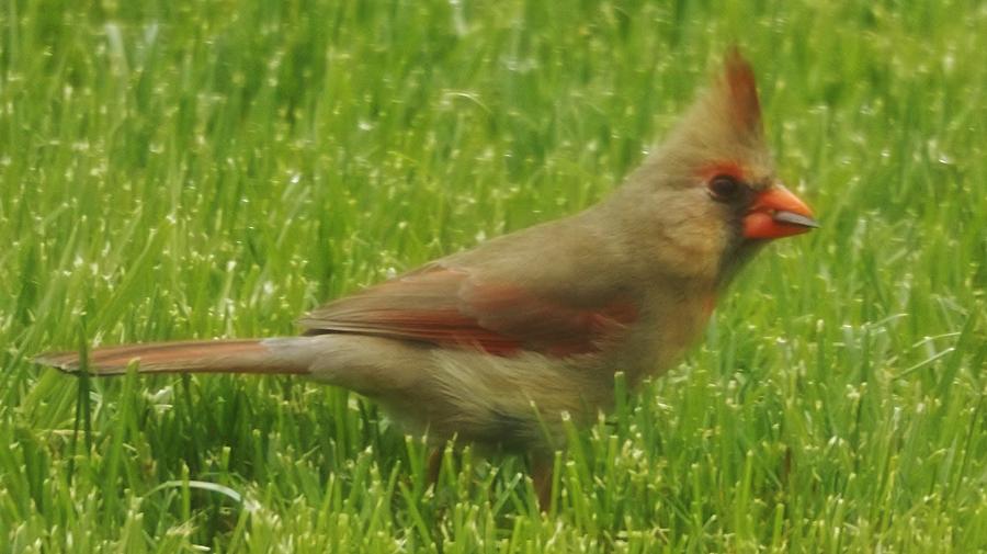 Cardinal Female Spring Indiana Photograph by Rory Cubel - Pixels