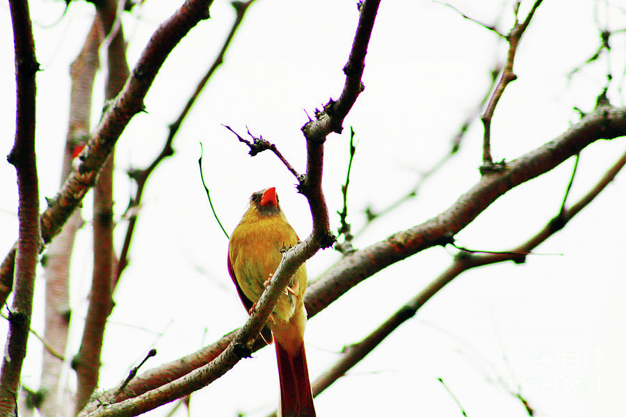 Cardinal Female Photograph