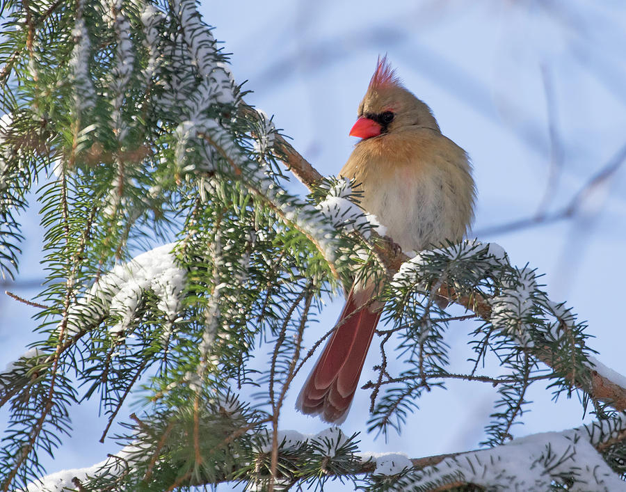 Cardinal Female in Snow Photograph by Mindy Musick King