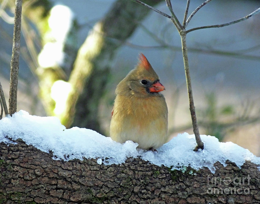 Cardinal Female Tanglewood Snowbird Photograph by Lizi Beard-Ward