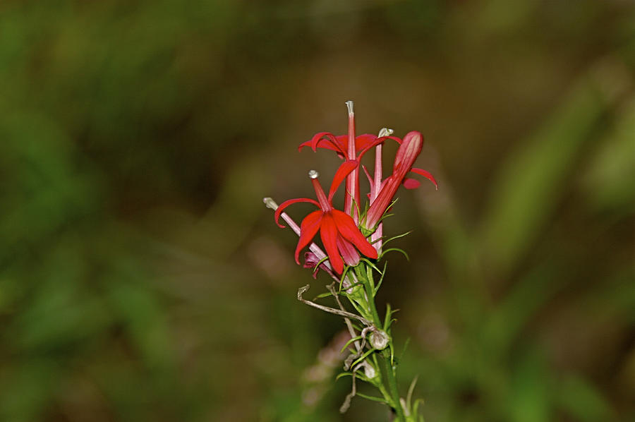 Cardinal Flower Photograph by Jack R Perry