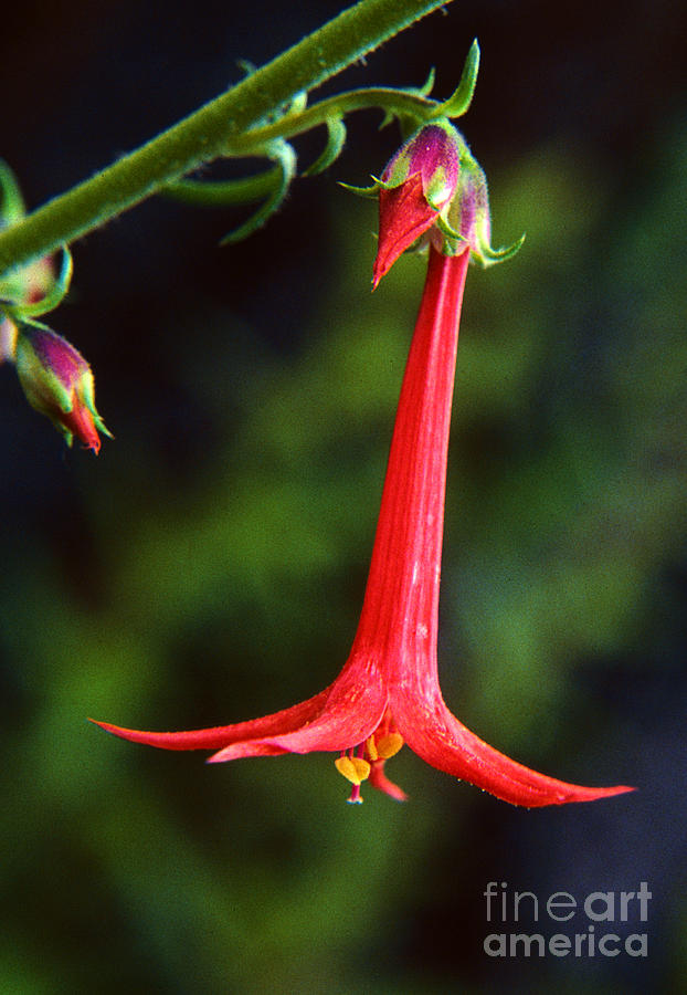 Cardinal Flower Photograph by Ken DePue