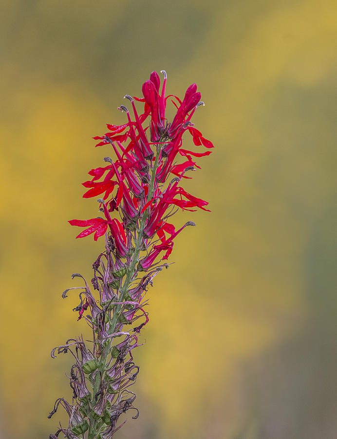 Cardinal Flower Photograph by Sue Matsunaga - Pixels