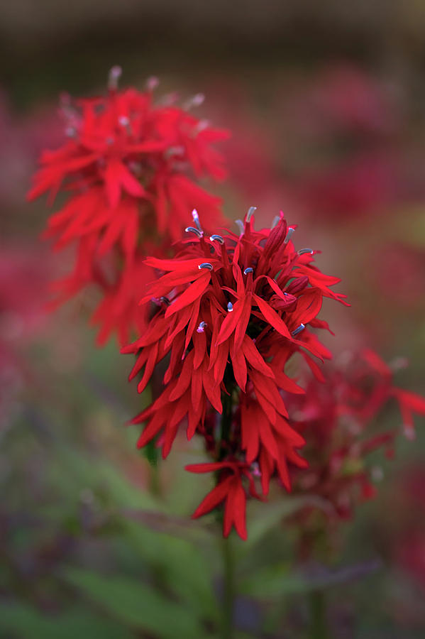 Cardinal Flower Photograph by Susan Rissi Tregoning