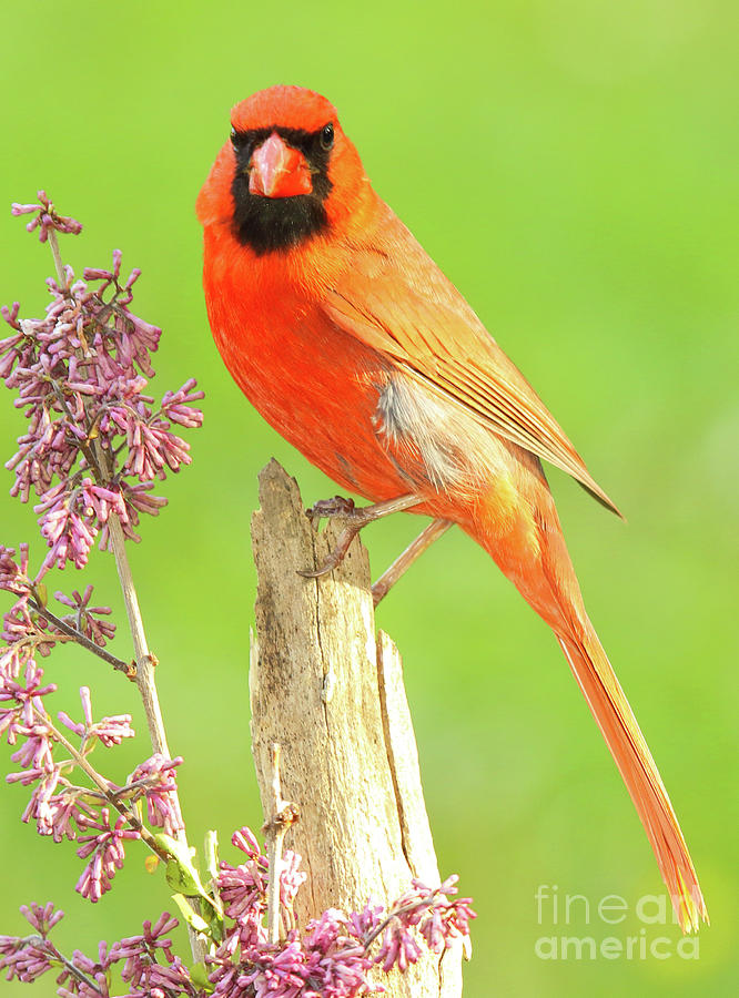 Cardinal Flowery Perch Photograph by Max Allen