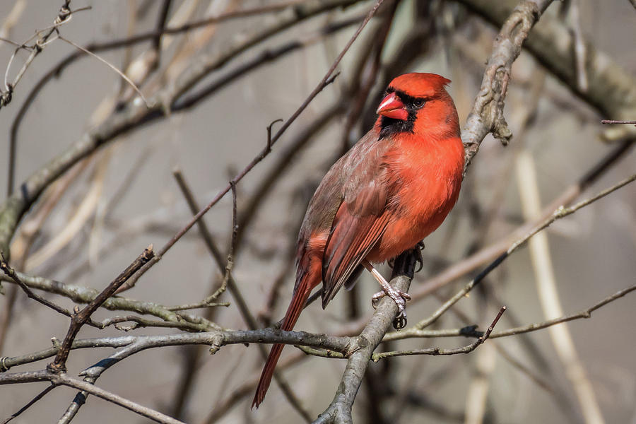 Cardinal  Photograph by Gary E Snyder
