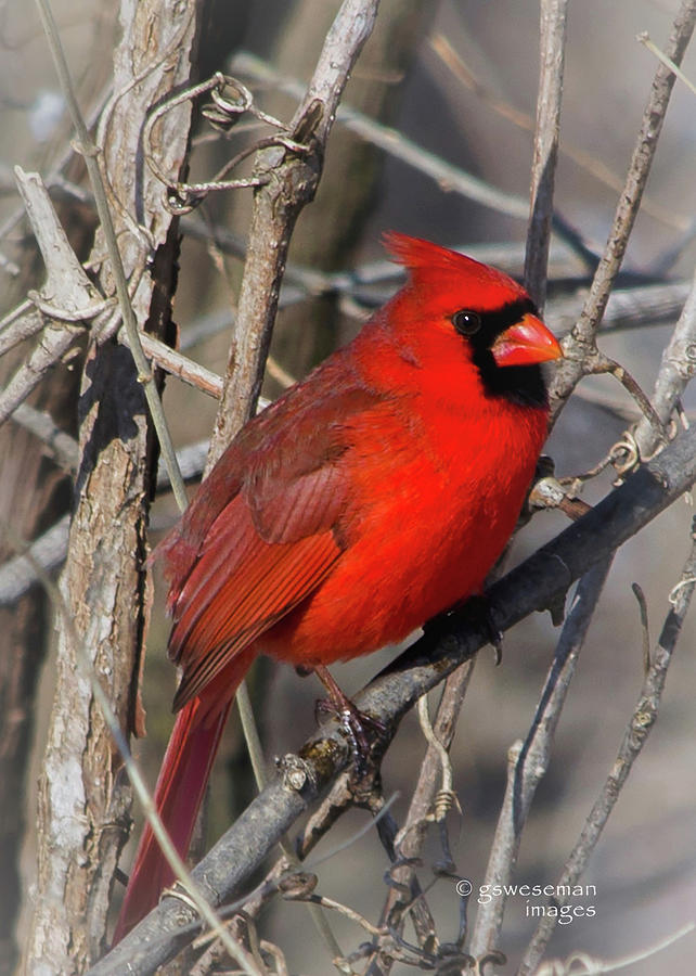 Red Birds Photograph - Cardinal by Greg Weseman