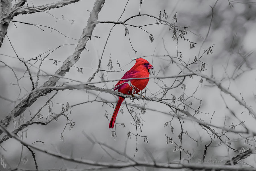 Cardinal Grey Photograph by Erich Grant