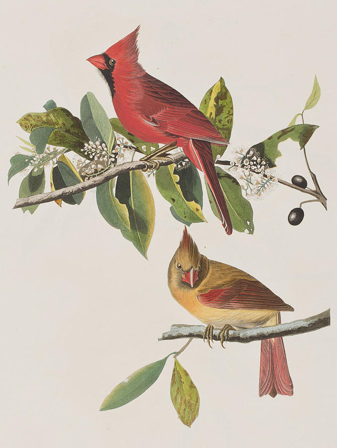 Cardinal Grosbeak Painting by John James Audubon