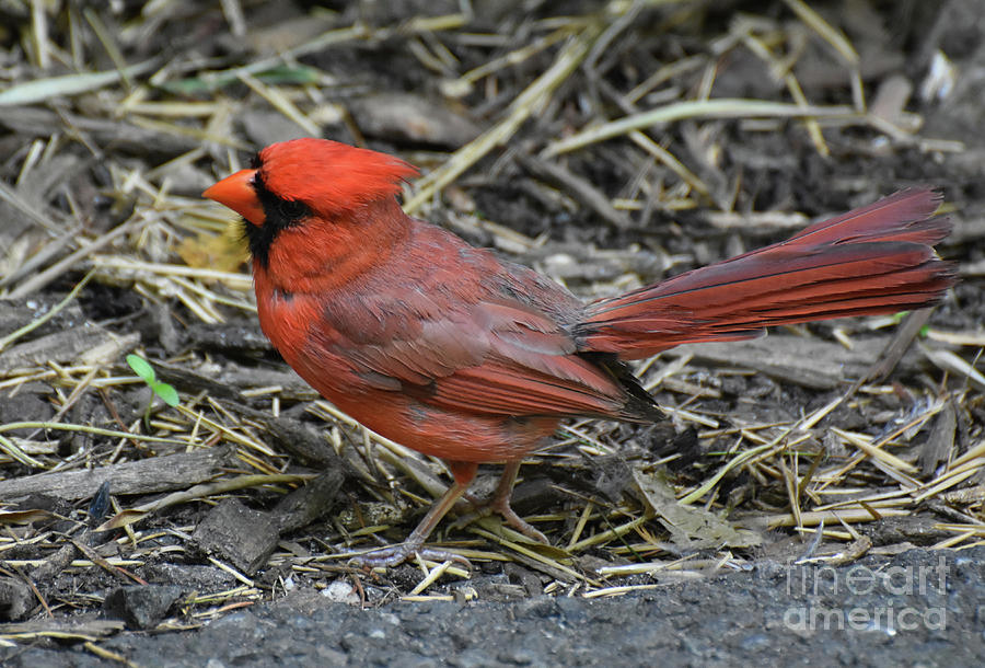 Cardinal Grosbeak with Fanned Tail Feathers on the Ground Photograph by DejaVu Designs