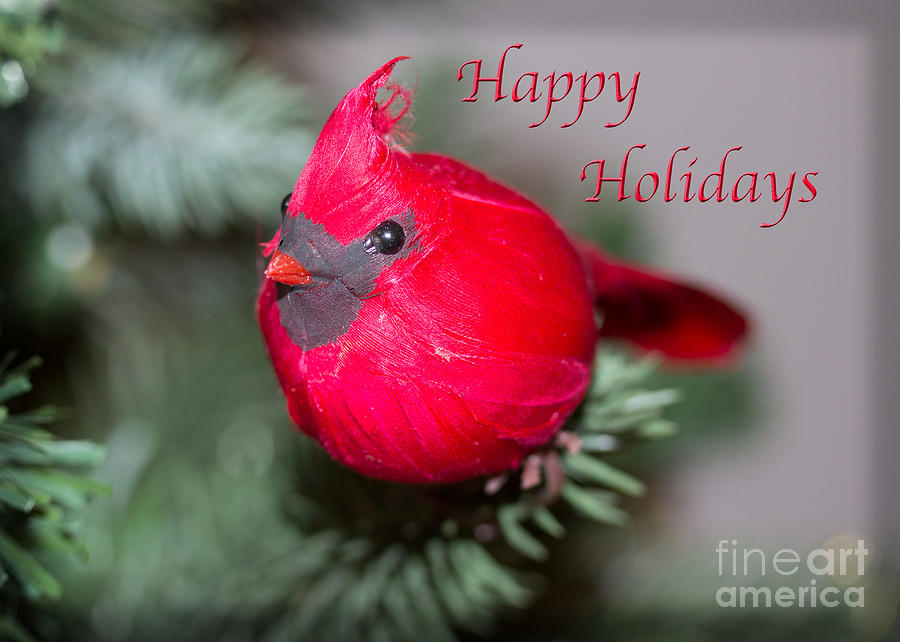 Cardinal Happy Holidays Photograph by Dawn Gari