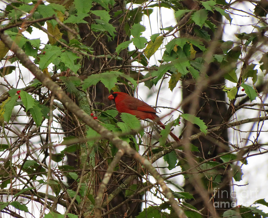 Cardinal hiding in the trees eating red berries - Loganville Georgia Photograph by Adrian De Leon Art and Photography