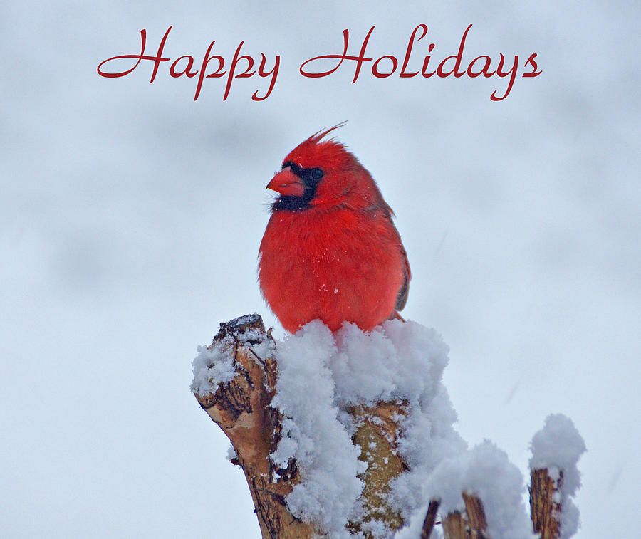 Cardinal Holiday Card Photograph by Sandy Keeton