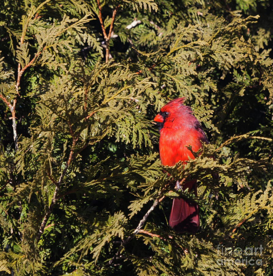 Cardinal I Photograph by Michelle Constantine