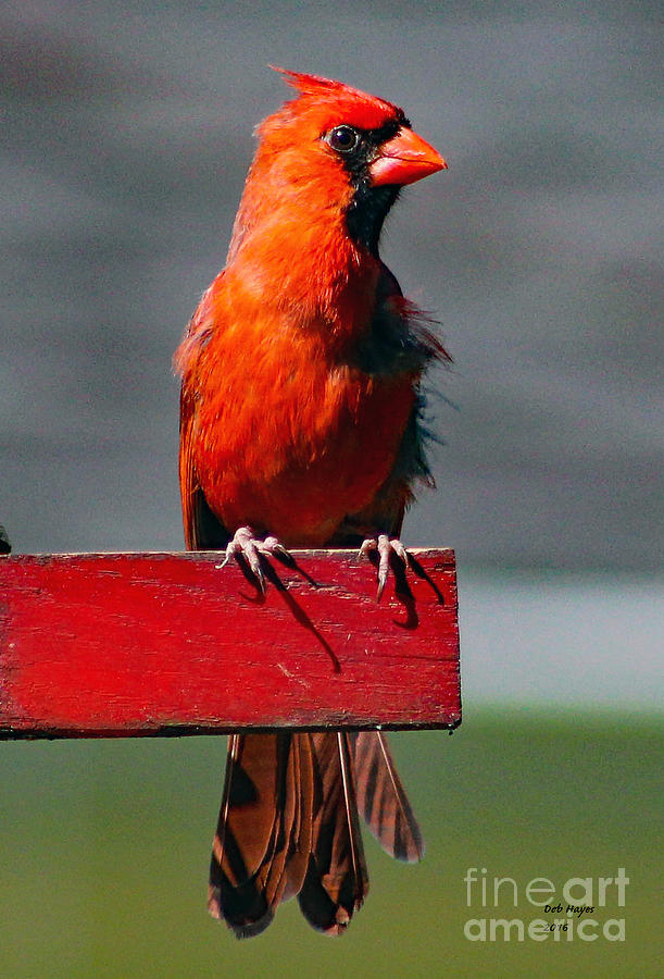 Bird Photograph - Cardinal II by DB Hayes