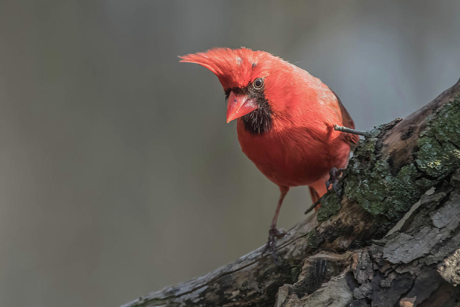 Cardinal Img 1 Photograph by Bruce Pritchett