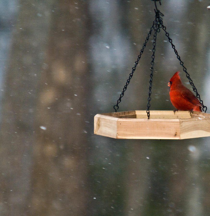 Cardinal in a Blizzard Photograph by Douglas Barnett