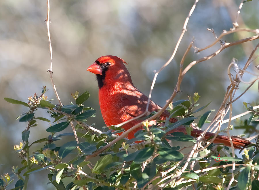Cardinal in a Glade Photograph by Sally Mitchell