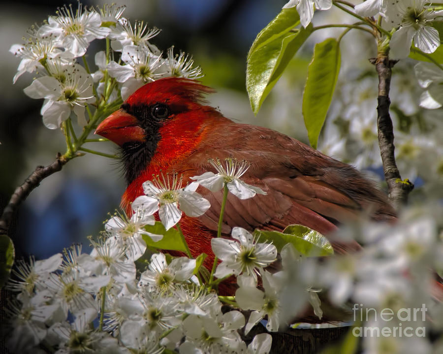 Cardinal in a Pear Tree Photograph by Barbara Bowen