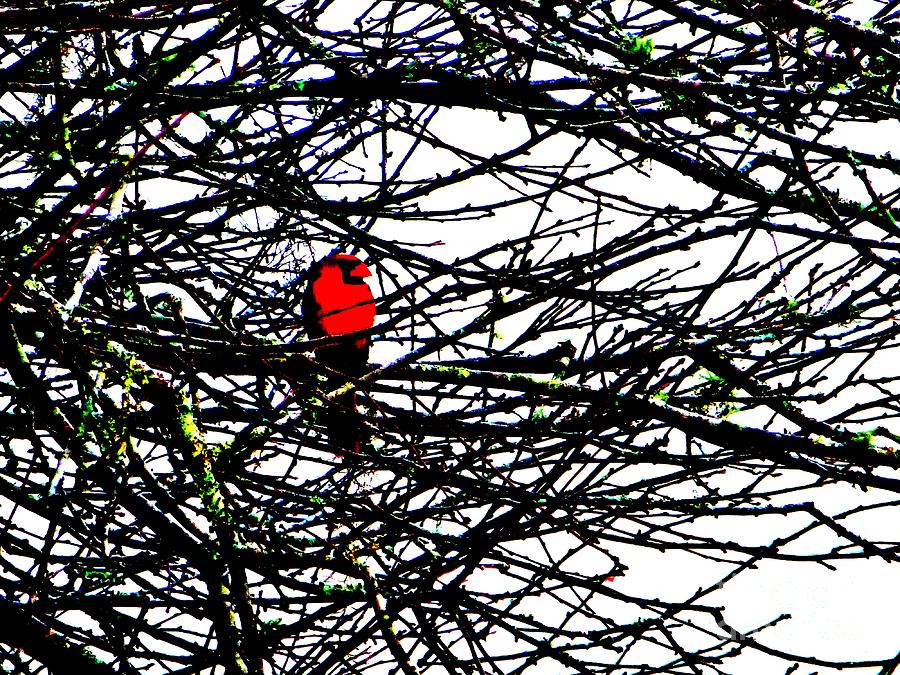 Cardinal In A Plum Tree Photograph by Tim Townsend