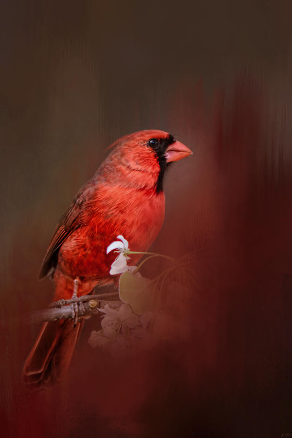 Bird Photograph - Cardinal In Antique Red by Jai Johnson