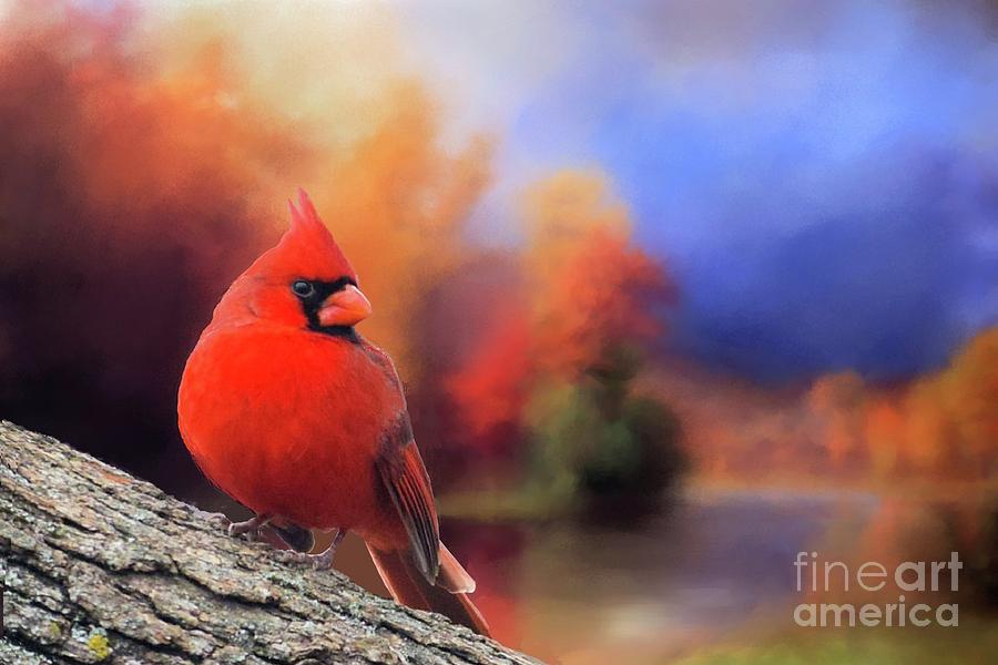 Cardinal Photograph - Cardinal in Autumn by Janette Boyd