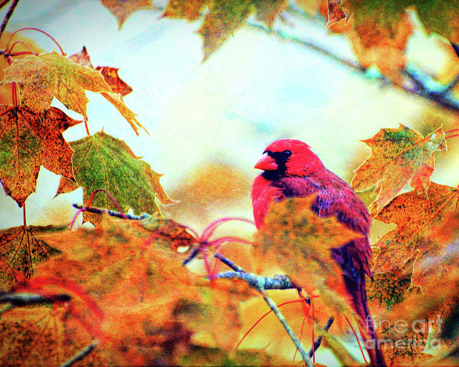 Cardinal in Autumn Photograph by Kerri Farley