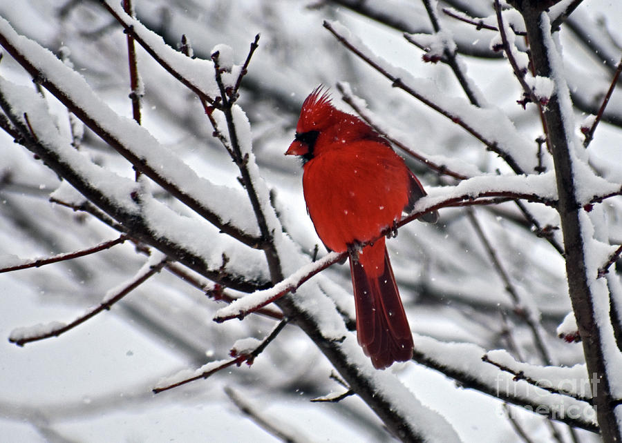 Cardinal In Carolina Snow Photograph by Lydia Holly